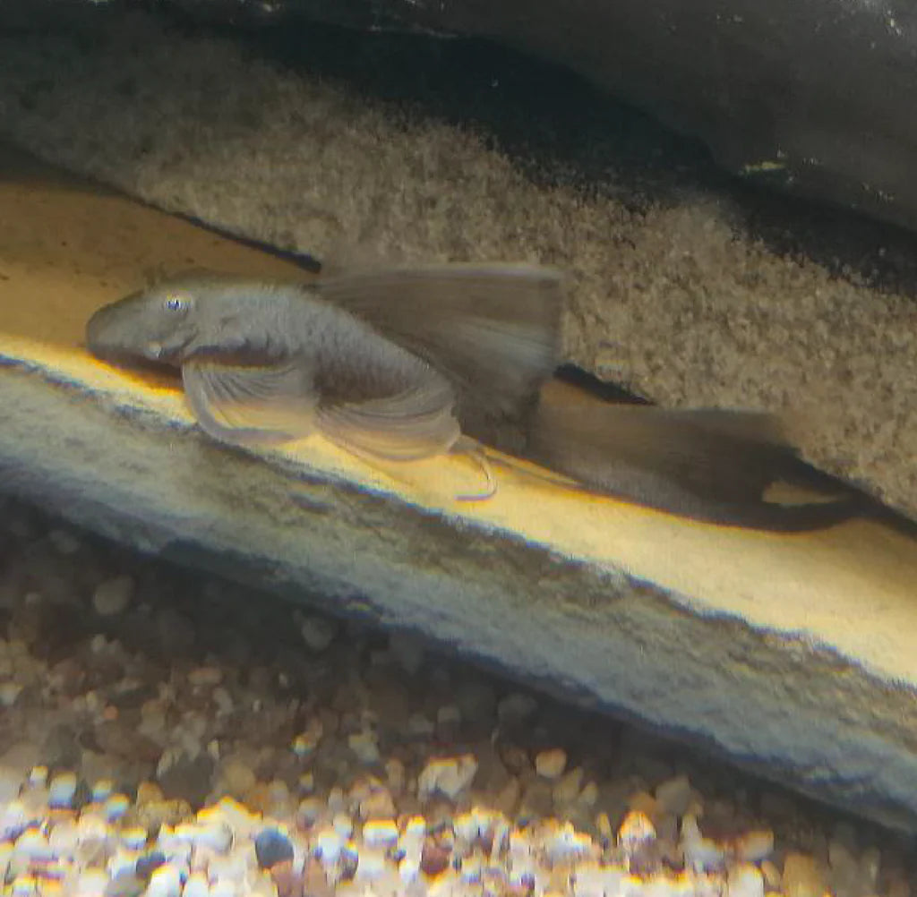 Green Dragon Long-Fin Ancistrus Pleco (2+") (PlecoCeramics) | Catfish Loaches & Plecos | Largest Tropical Fish Selection at Your Local Fish Store