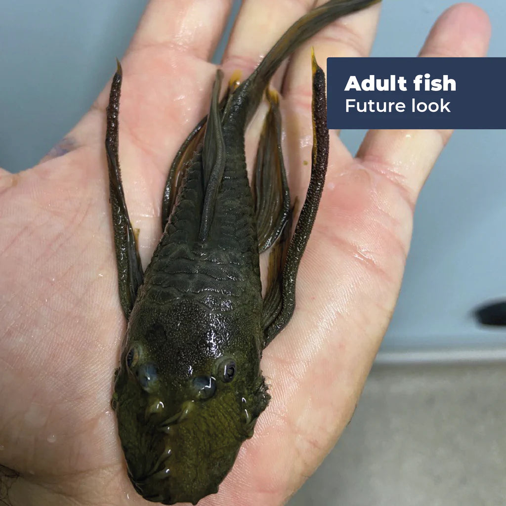 Green Dragon Long-Fin Ancistrus Pleco (2+") (PlecoCeramics) | Catfish Loaches & Plecos | Largest Tropical Fish Selection at Your Local Fish Store