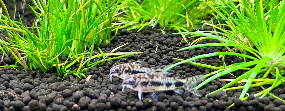 Corydoras Habrosus 2-3cm | Catfish Loaches & Plecos | Largest Tropical Fish Selection at Your Local Fish Store