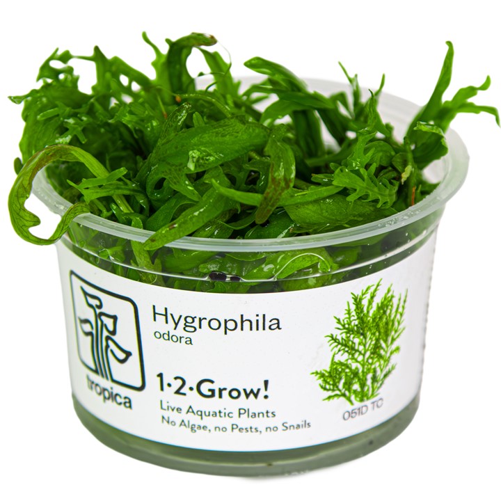 Hygrophila Odora 051D TC | Tissue Cultures | Largest Tropical Fish Selection at Your Local Fish Store