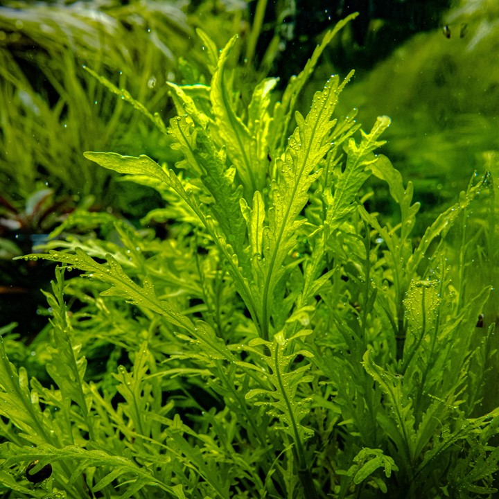 Hygrophila Odora 051D TC | Tissue Cultures | Largest Tropical Fish Selection at Your Local Fish Store