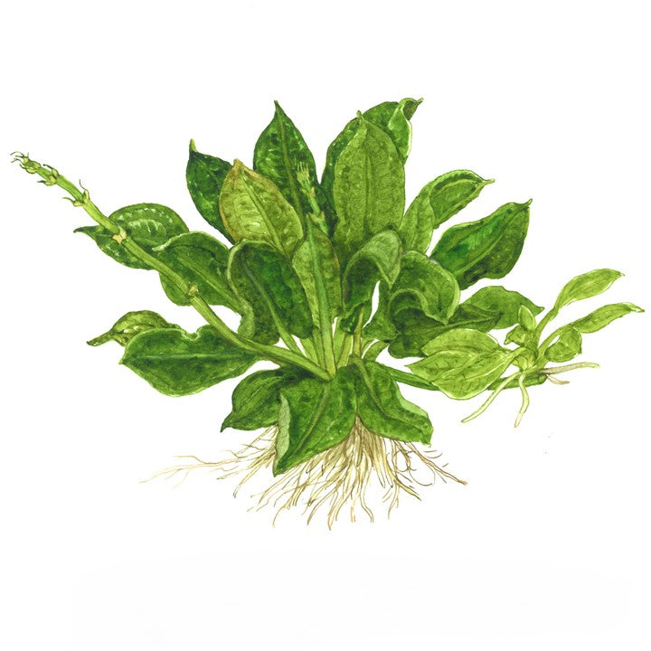 Echinodorus grisebachii 'Tropica' 071E TC | Tissue Cultures | Largest Tropical Fish Selection at Your Local Fish Store