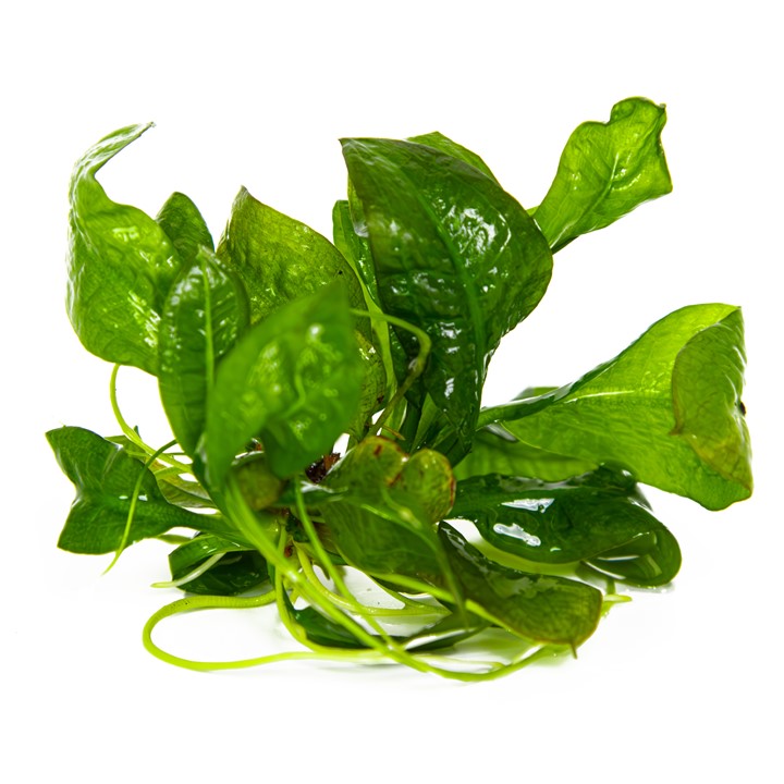 Echinodorus grisebachii 'Tropica' 071E TC | Tissue Cultures | Largest Tropical Fish Selection at Your Local Fish Store