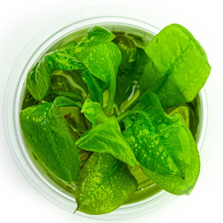 Echinodorus grisebachii 'Tropica' 071E TC | Tissue Cultures | Largest Tropical Fish Selection at Your Local Fish Store