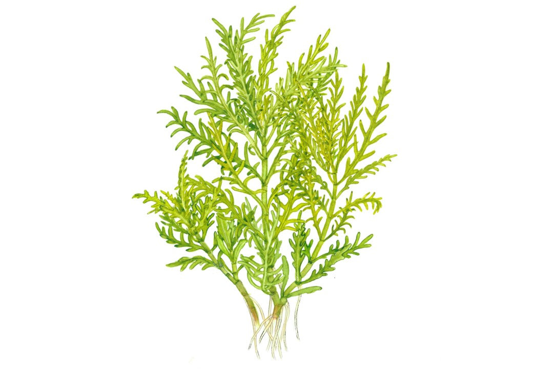 Hygrophila Odora 051D TC | Tissue Cultures | Largest Tropical Fish Selection at Your Local Fish Store