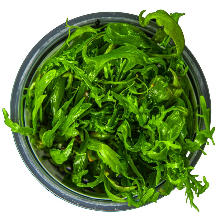 Hygrophila Odora 051D TC | Tissue Cultures | Largest Tropical Fish Selection at Your Local Fish Store