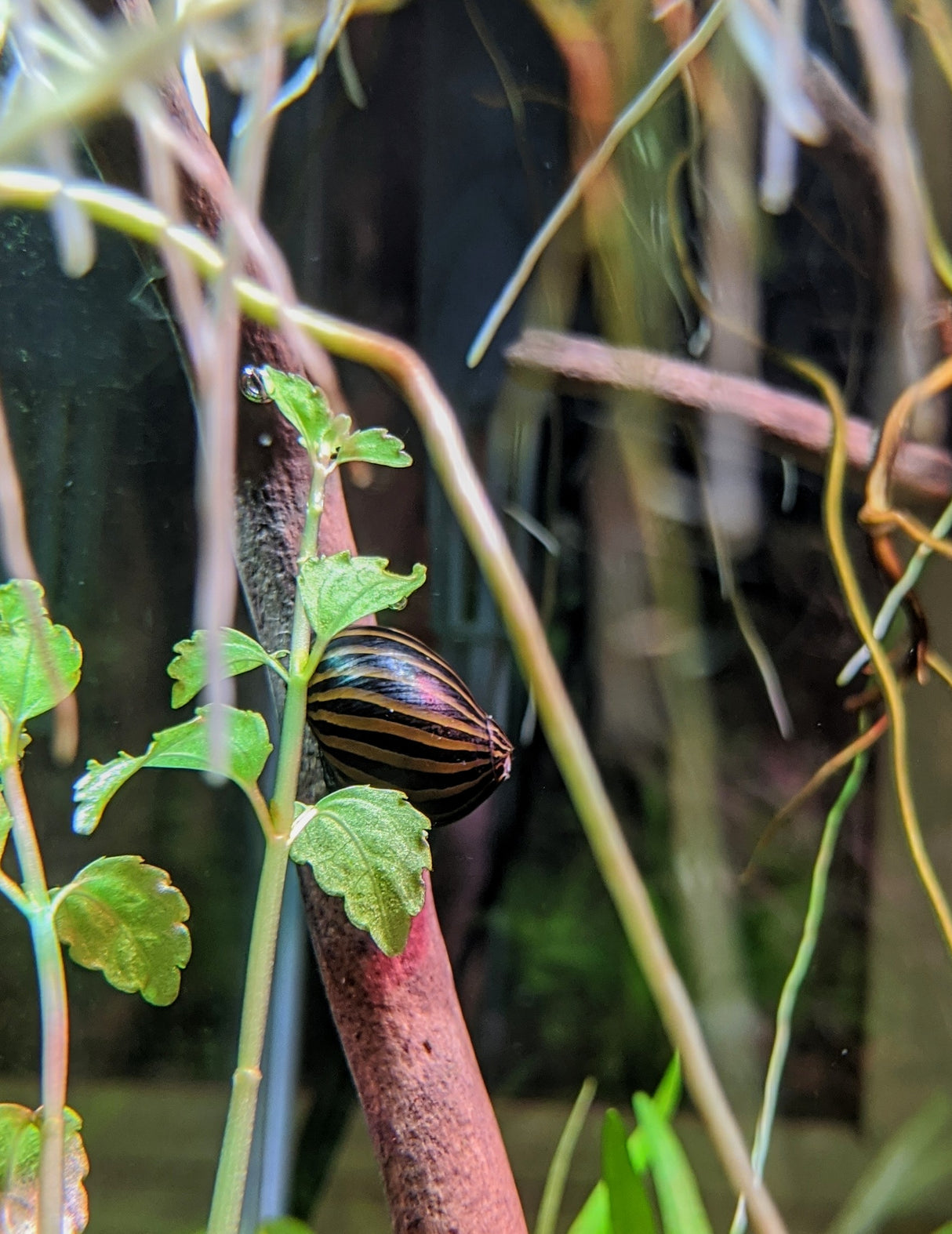 Zebra Nerite Snail (Vittina natalensis) (Large) Aquarium Glaser | Snails Shrimp Crayfish Crabs | Largest Tropical Fish Selection at Your Local Fish Store
