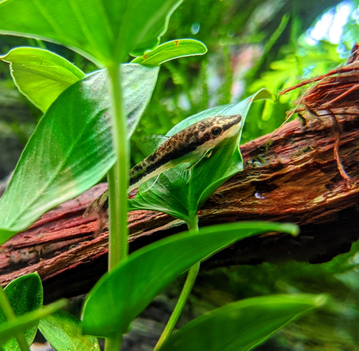 Otocinclus Catfish " Oto" | Catfish Loaches & Plecos | Largest Tropical Fish Selection at Your Local Fish Store