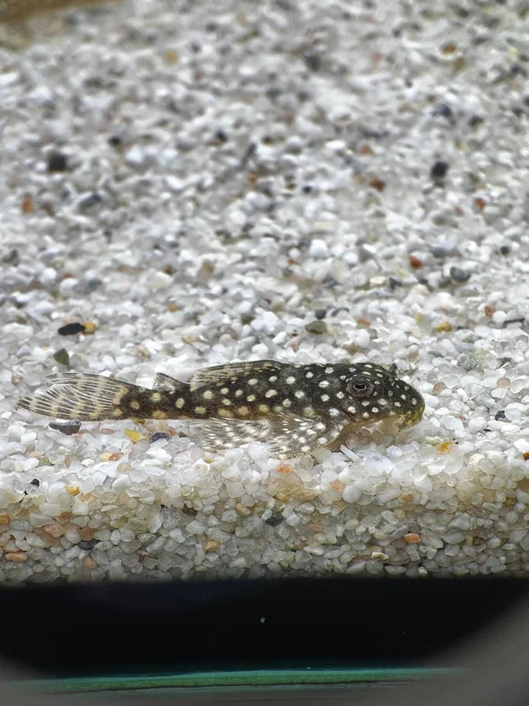 L136b Hypancistrus Pleco (PlecoCeramics) | Catfish Loaches & Plecos | Largest Tropical Fish Selection at Your Local Fish Store