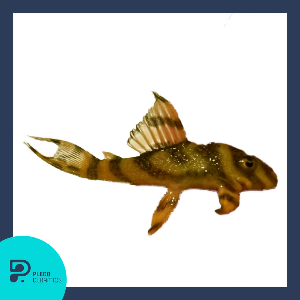 L333 Hypancistrus Gold Grade A Pleco (Plecoceramics) | Catfish Loaches & Plecos | Largest Tropical Fish Selection at Your Local Fish Store