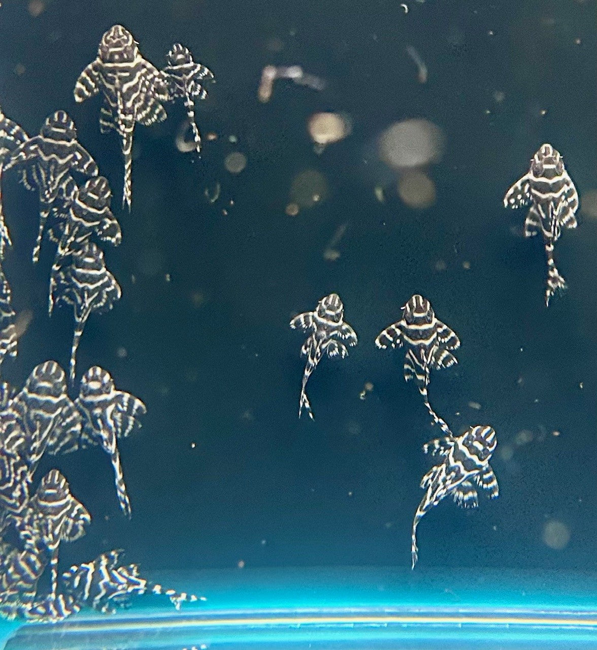L333 King Tiger Pleco (Hypancistrus sp. L333) High Grade Locally bred | Catfish Loaches & Plecos | Largest Tropical Fish Selection at Your Local Fish Store