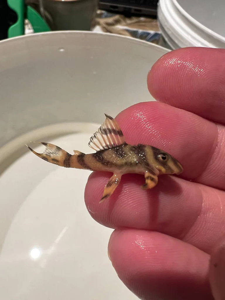 L333 Hypancistrus Gold Grade A Pleco (Plecoceramics) | Catfish Loaches & Plecos | Largest Tropical Fish Selection at Your Local Fish Store