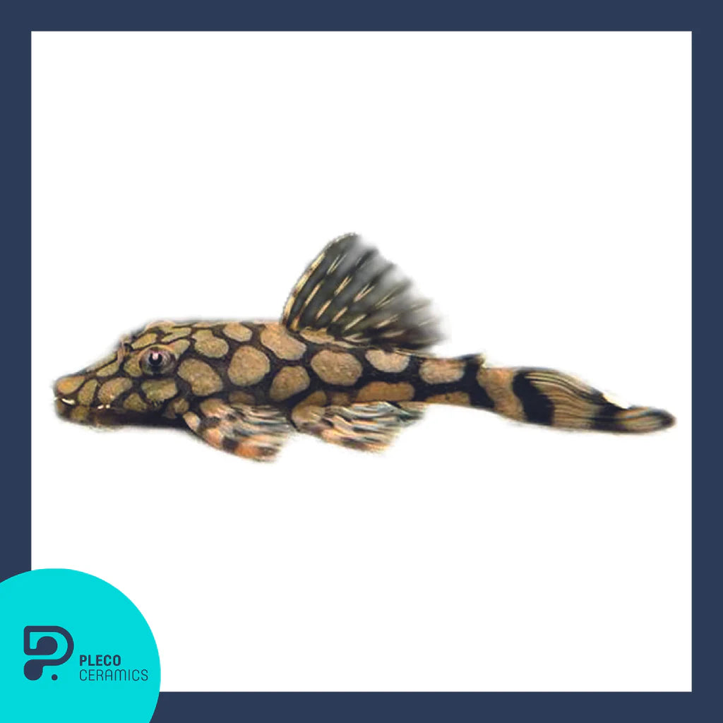 L519 Ancistrus Kiefneri "Honeycomb" Bristlenose Pleco (Plecoceramics) | Catfish Loaches & Plecos | Largest Tropical Fish Selection at Your Local Fish Store