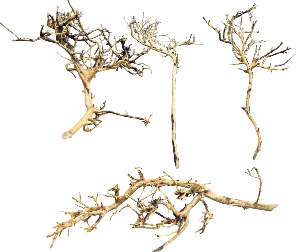 Thailand Branch Wood (4 pieces)