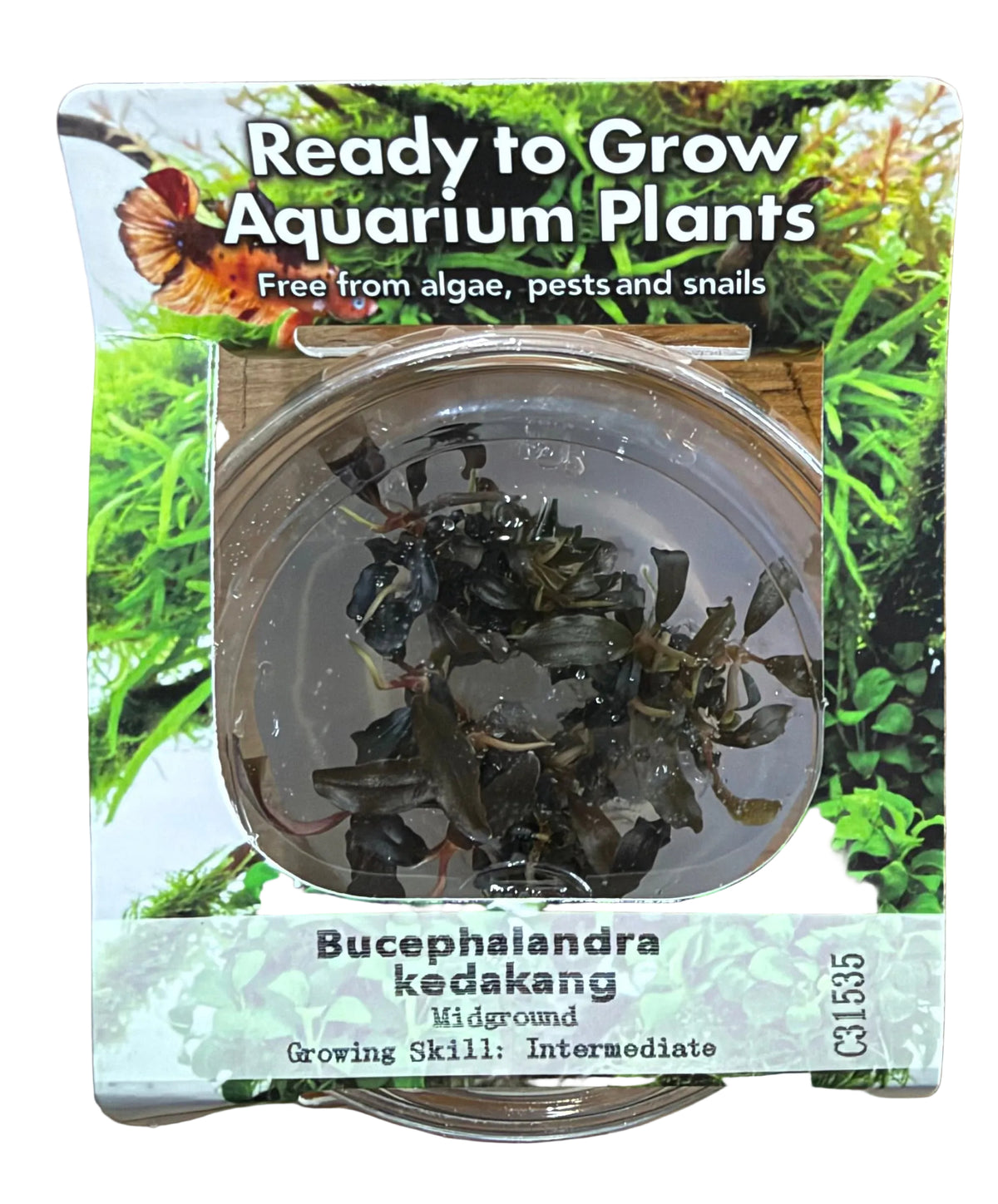 Bucephalandra Kedakang Tissue Culture