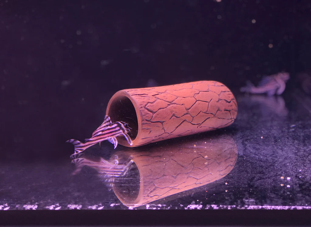 Pleco Ceramics Pleco Cave - Medium | Decoration | Largest Tropical Fish Selection at Your Local Fish Store