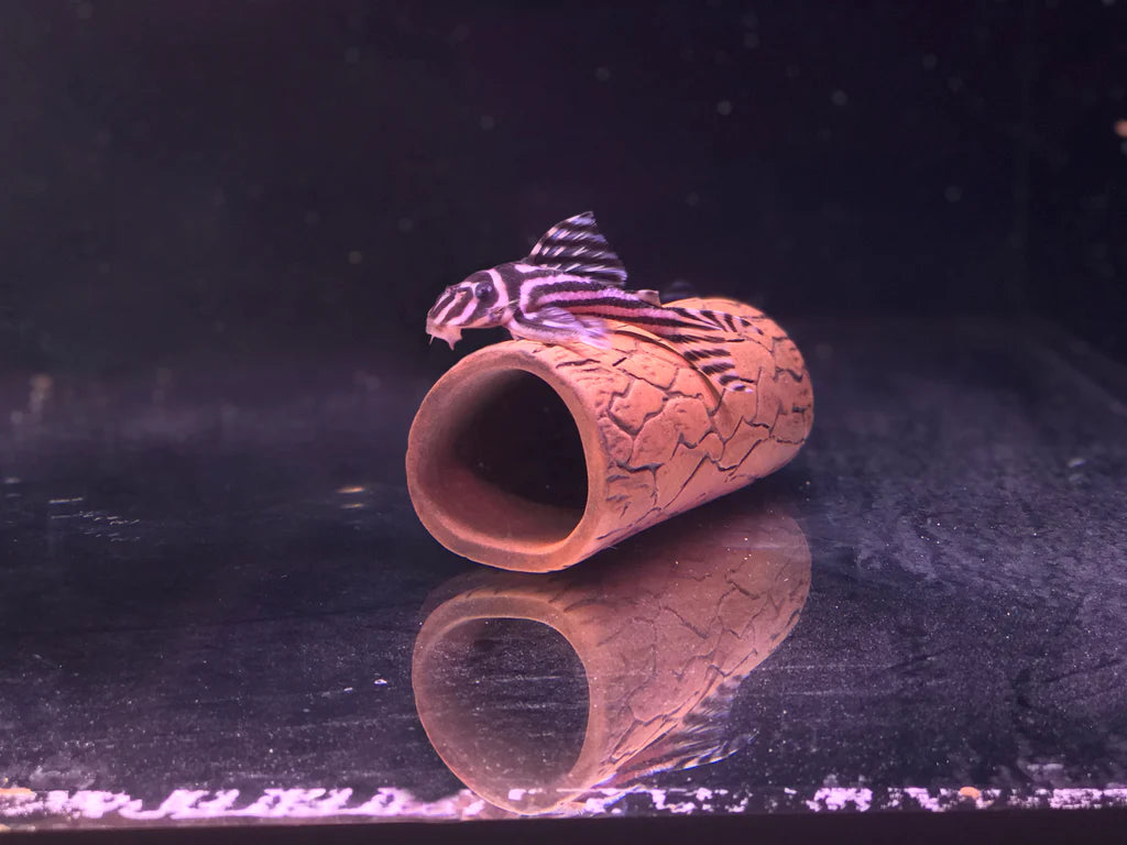Pleco Ceramics Pleco Cave - Medium | Decoration | Largest Tropical Fish Selection at Your Local Fish Store