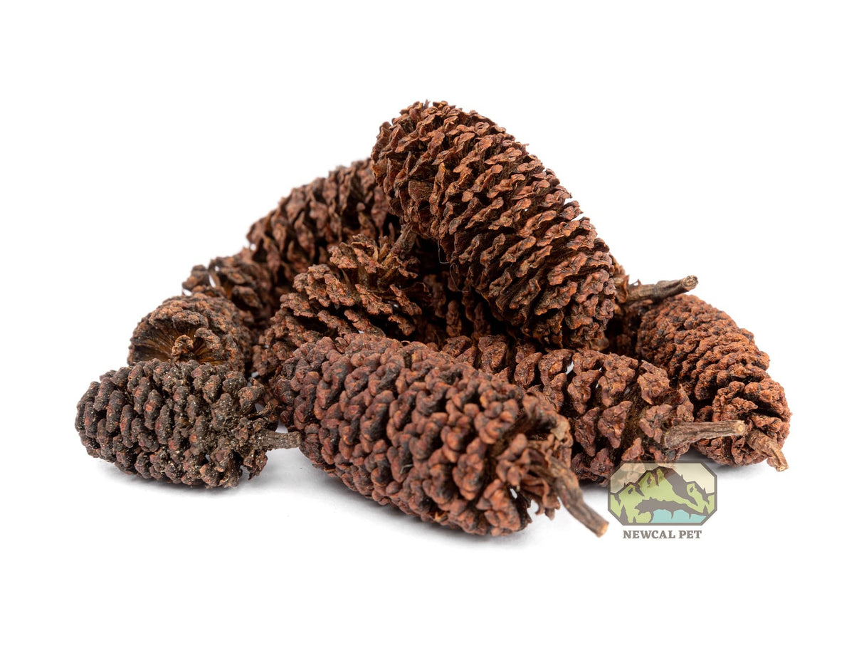 New-Cal Alder Cones 1oz (approx 50 cones) | Botanicals | Largest Tropical Fish Selection at Your Local Fish Store