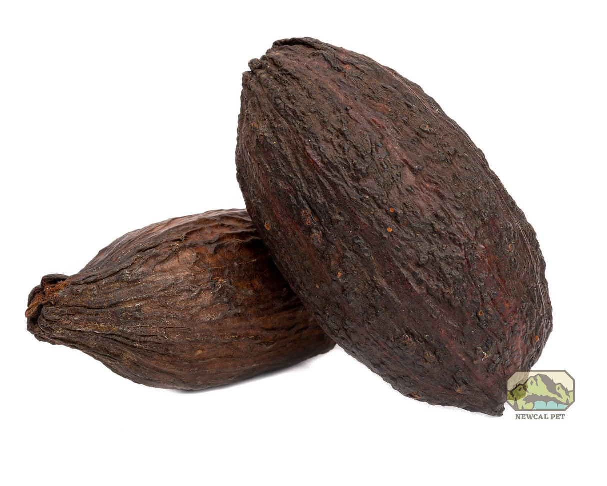 NewCal Cocoa Pod 5"-7" | Botanicals | Largest Tropical Fish Selection at Your Local Fish Store