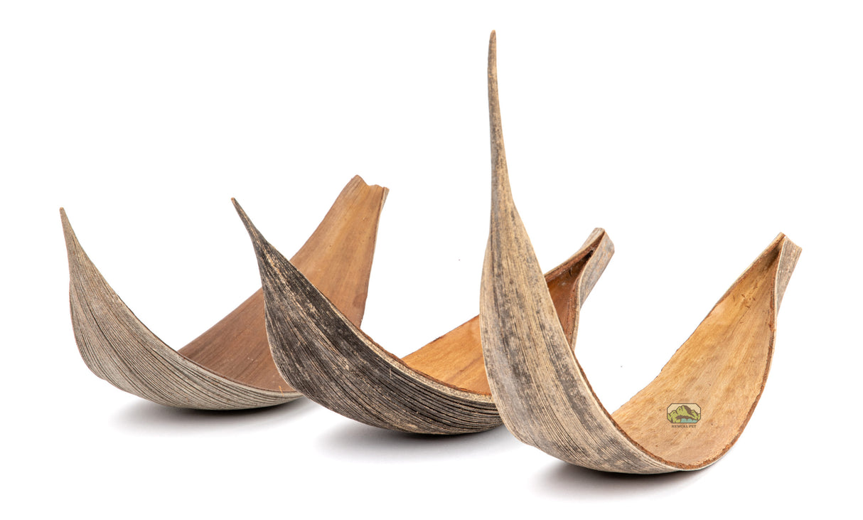 NewCal Coco Dish 16"-20" | Botanicals | Largest Tropical Fish Selection at Your Local Fish Store