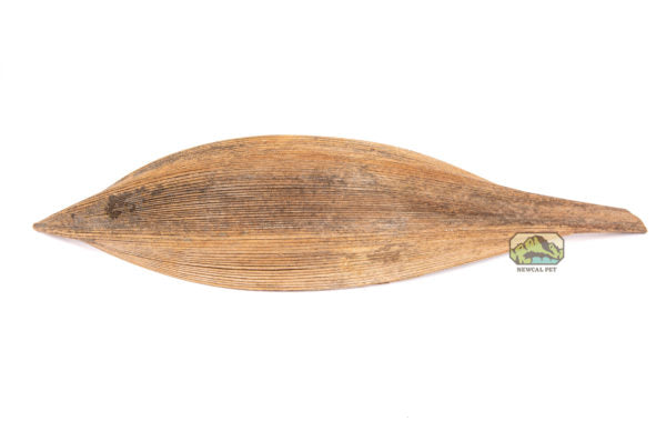 NewCal Coco Dish 16"-20" | Botanicals | Largest Tropical Fish Selection at Your Local Fish Store
