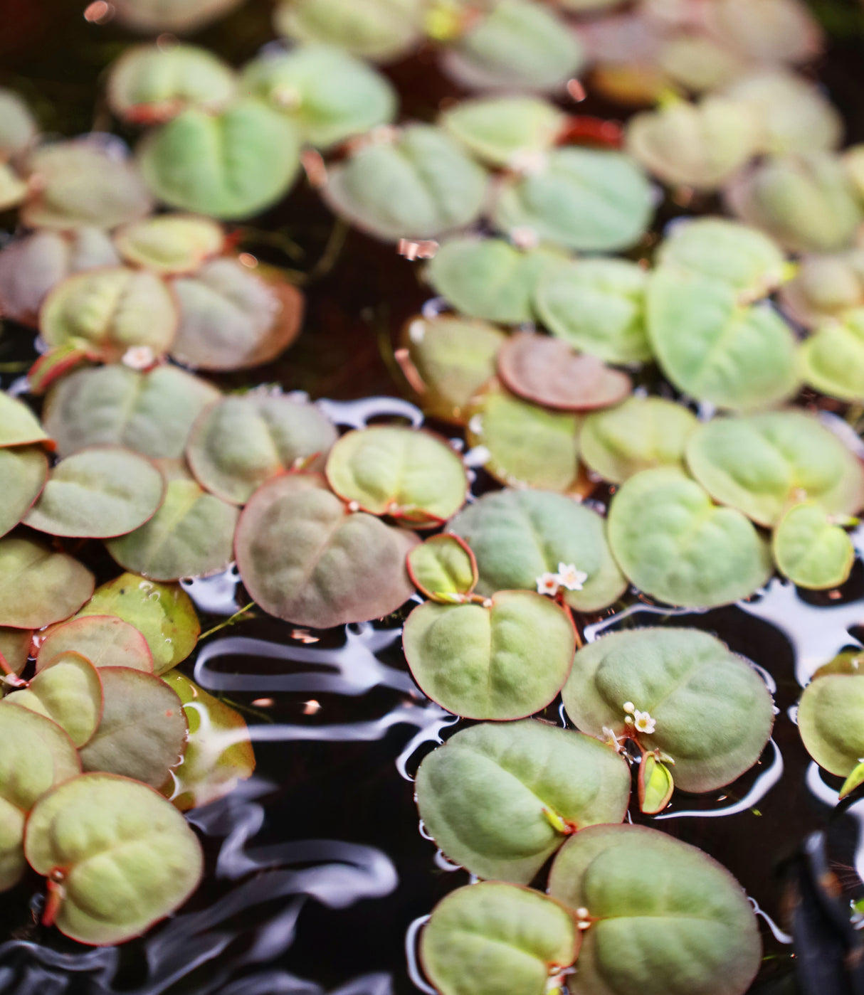 Floating Plants (per portion) | Potted Plants | Largest Tropical Fish Selection at Your Local Fish Store