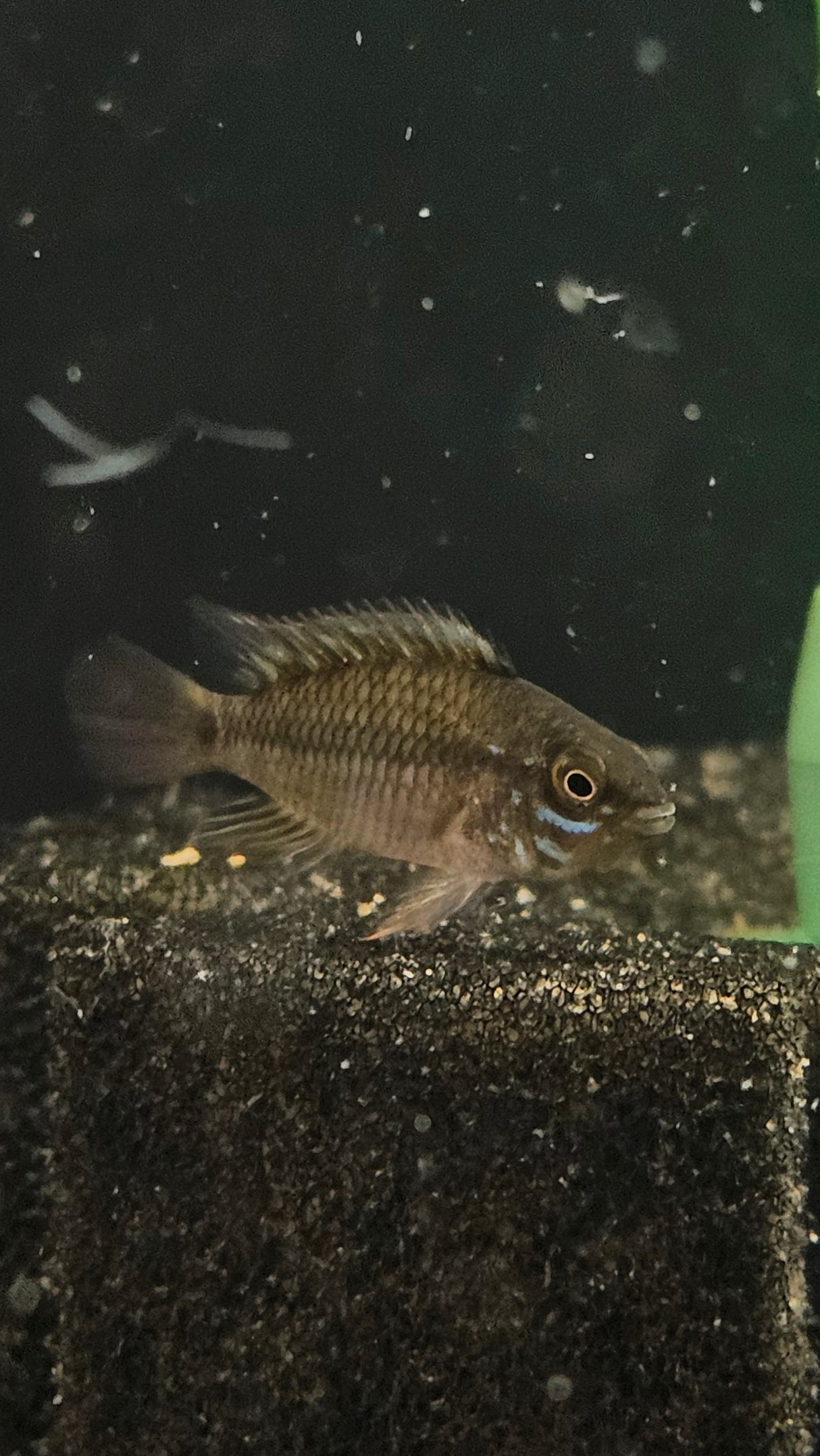 Blue Diamond Apistogramma (Apistogramma cf. Ortagei 'Pebas') Pairs