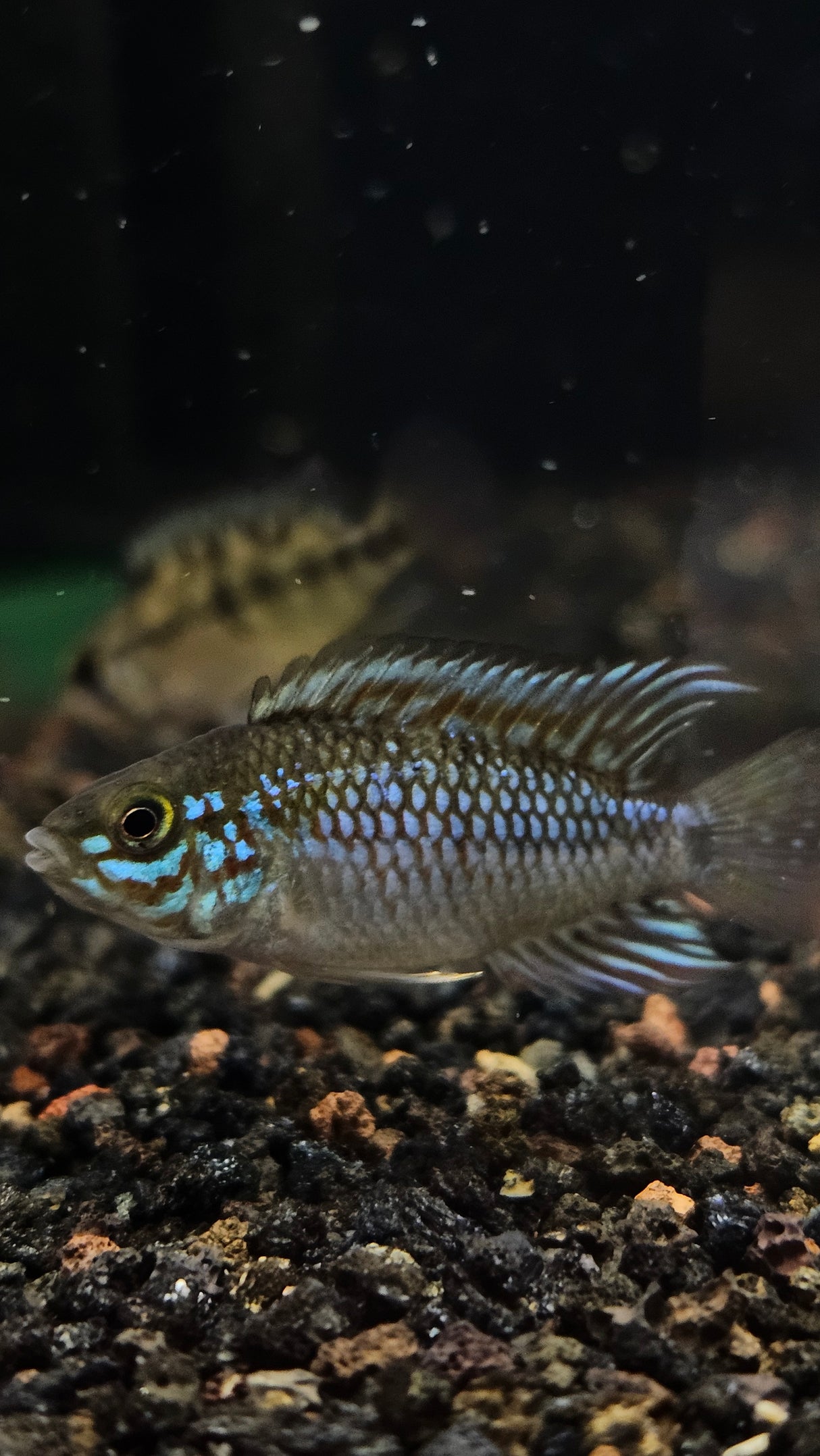 Blue Diamond Apistogramma (Apistogramma cf. Ortagei 'Pebas') Pairs