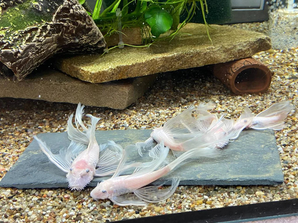 Pleco Ceramics Slate DIY Feeding Stone | Decoration | Largest Tropical Fish Selection at Your Local Fish Store