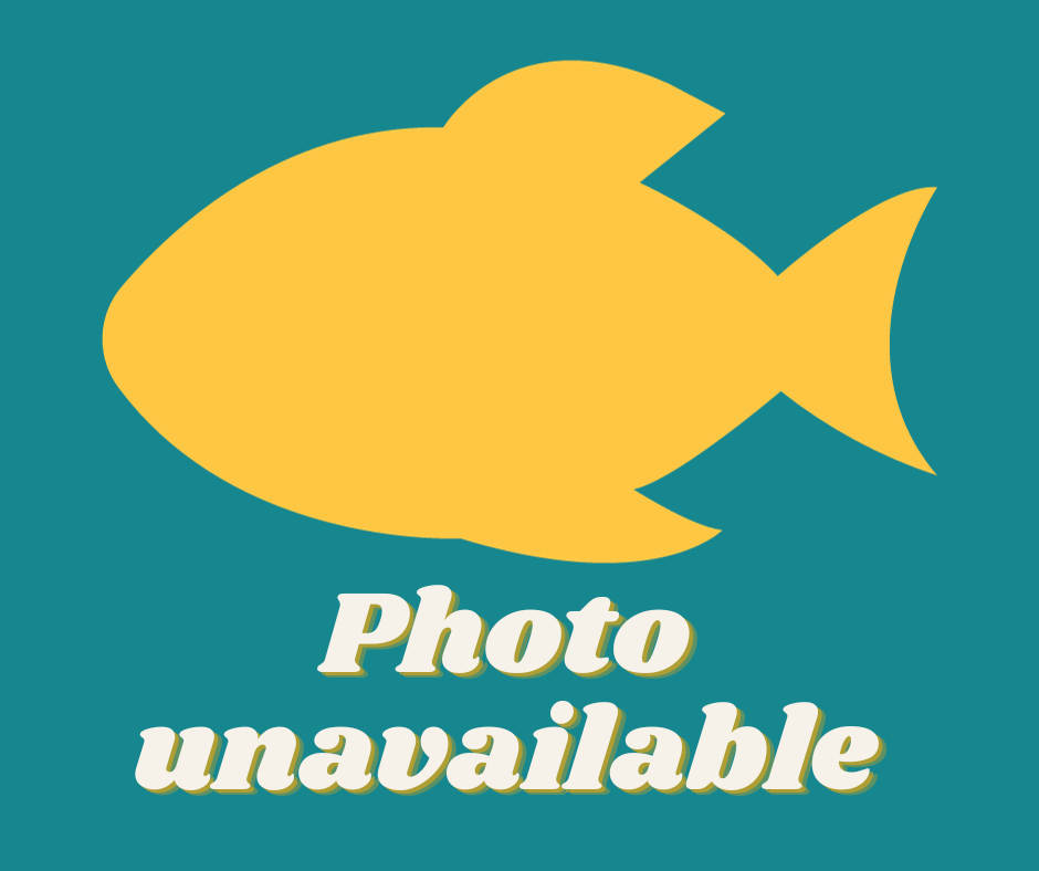 Fruit Nerite Snail (Neritina juttingae)