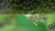 Cuckoo Catfish/Synodontis Petricola 3cm