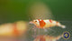 Crystal Red Shrimp (Grade S) Caridina