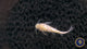 Cuckoo Catfish/Synodontis Petricola 4cm PINK