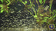 Corydoras Pygmaeus (Pygmy)