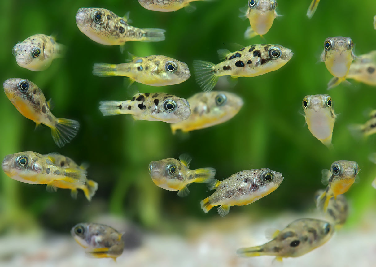 Dwarf Pea Pufferfish (Carinotetraodon travancoricus)