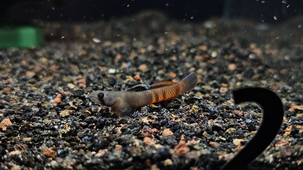Red Belted Goby (Siycyopus Zosterophorus)