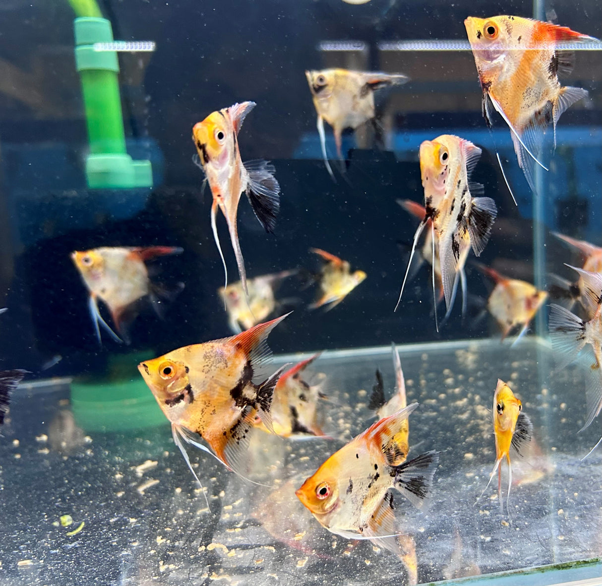 Red Devil Angelfish (Locally Bred very nice) | Cichlids Badis & Gouramis | Largest Tropical Fish Selection at Your Local Fish Store