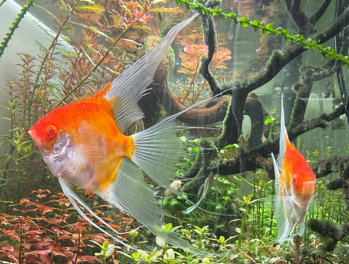 Albino Red Devil Angelfish (Pterophyllum scalare)