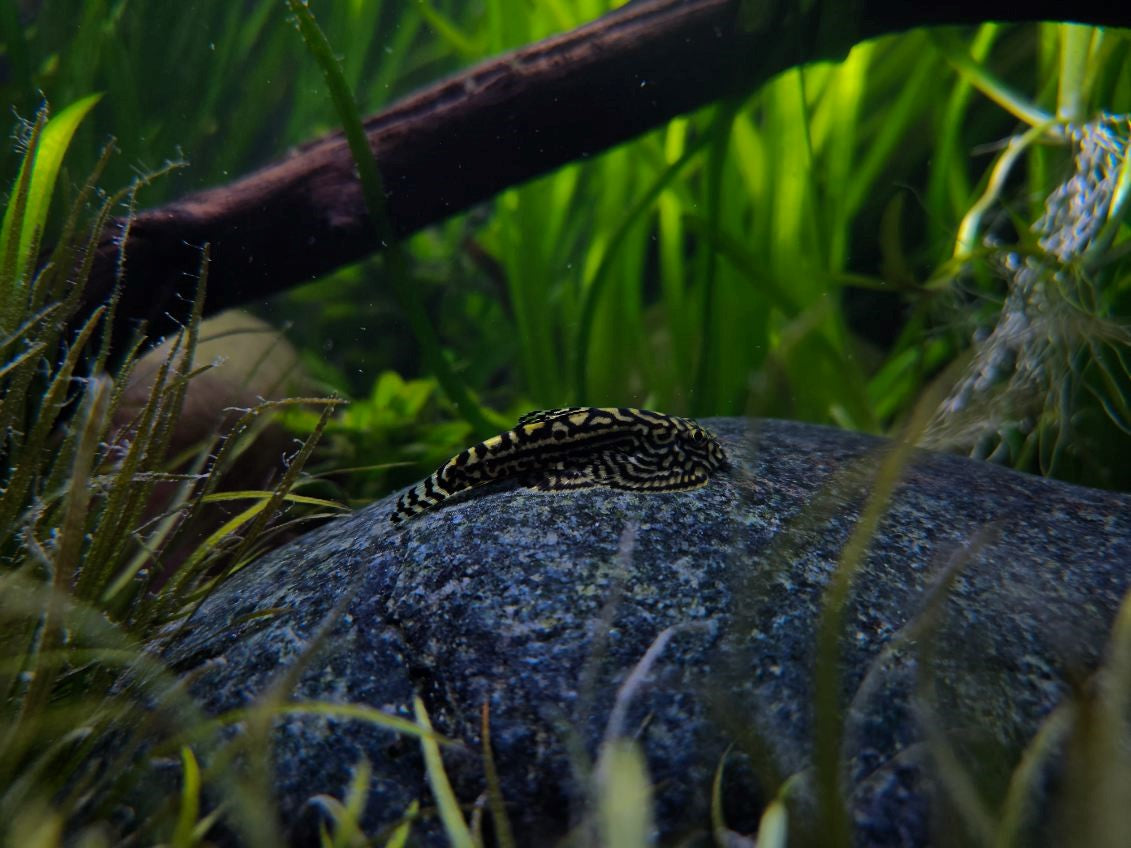 Hillstream Loach (reticulated) (Sewellia lineolata) 4cm | Catfish Loaches & Plecos | Largest Tropical Fish Selection at Your Local Fish Store