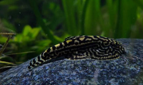 Hillstream Loach (reticulated) (Sewellia lineolata) Medium | Catfish Loaches & Plecos | Largest Tropical Fish Selection at Your Local Fish Store