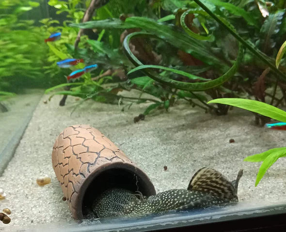Pleco Ceramics Pleco Cave - Small | Decoration | Largest Tropical Fish Selection at Your Local Fish Store