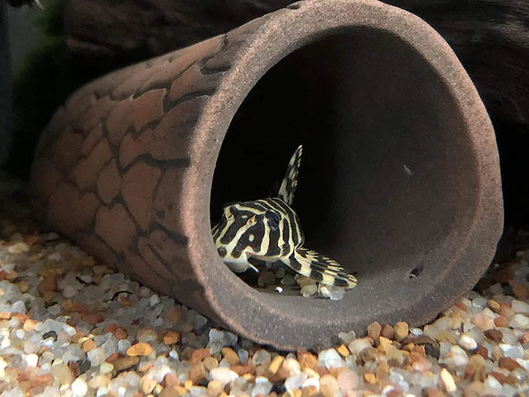 Pleco Ceramics Pleco Cave - Small | Decoration | Largest Tropical Fish Selection at Your Local Fish Store