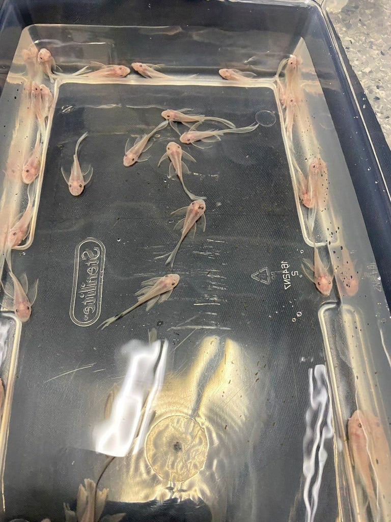 Snow White Long Fin Bristlenose (PlecoCeramics) | Catfish Loaches & Plecos | Largest Tropical Fish Selection at Your Local Fish Store