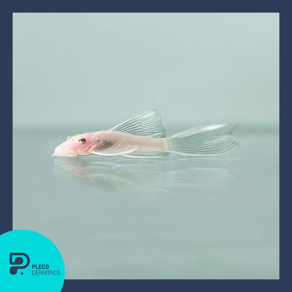 Snow White Long Fin Bristlenose (PlecoCeramics) | Catfish Loaches & Plecos | Largest Tropical Fish Selection at Your Local Fish Store