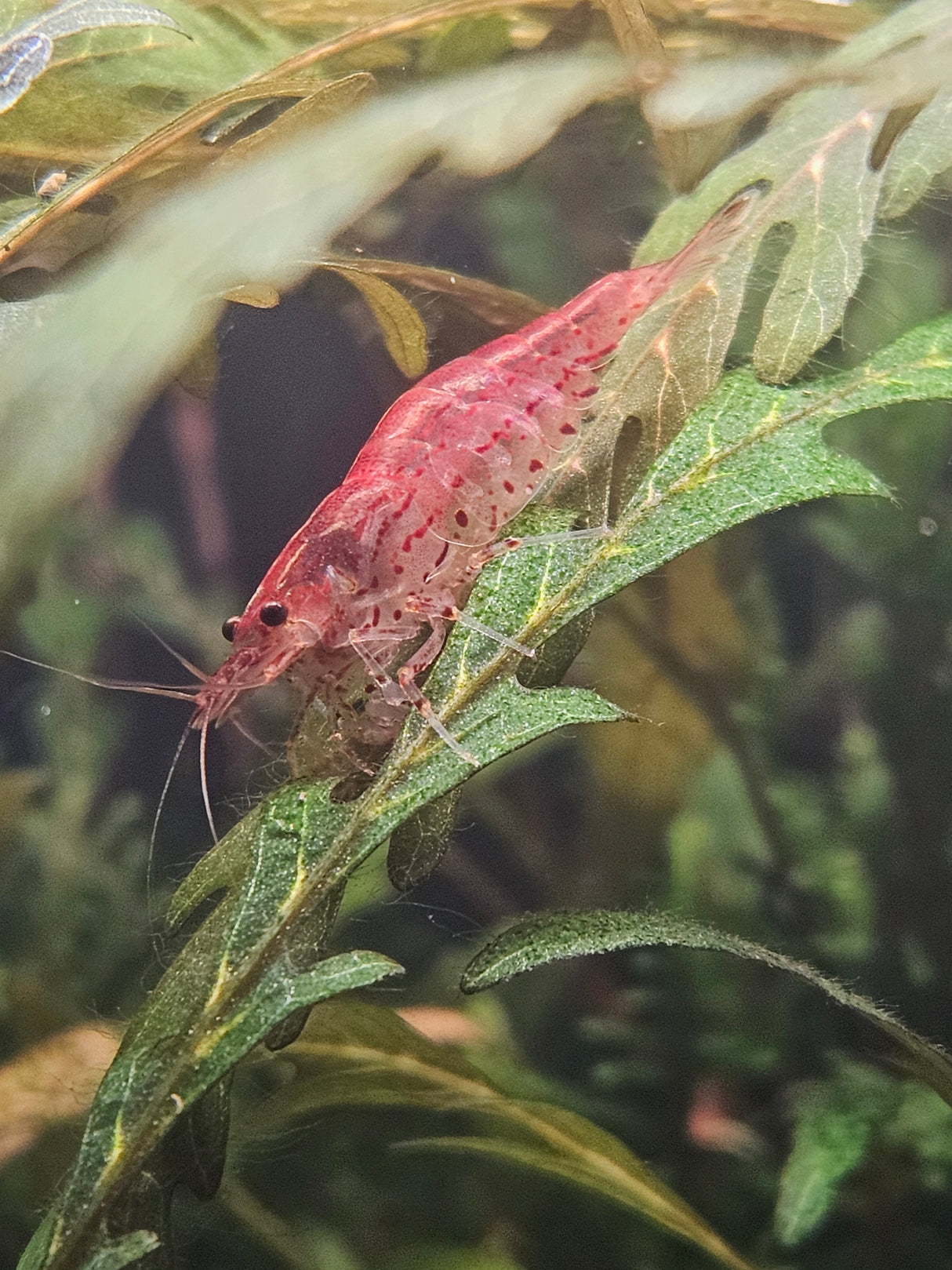 Sun Orange Amano Shrimp (Caridina multidentata) 2.5cm | Snails Shrimp Crayfish Crabs | Largest Tropical Fish Selection at Your Local Fish Store