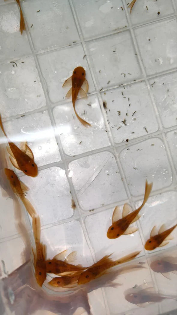 Super Red Long Fin Bristlenose Pleco (PlecoCeramics) | Catfish Loaches & Plecos | Largest Tropical Fish Selection at Your Local Fish Store