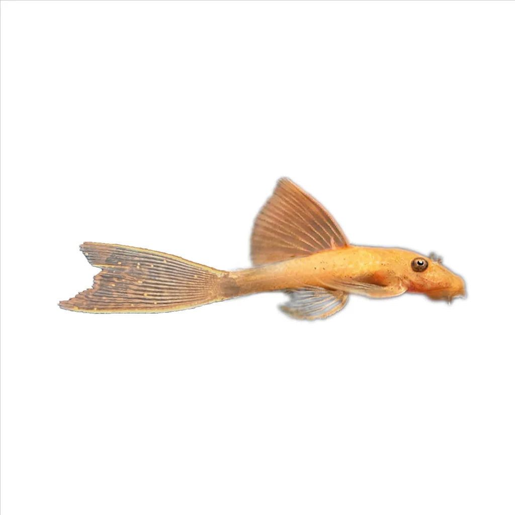 Super Red Long Fin Bristlenose Pleco (PlecoCeramics) | Catfish Loaches & Plecos | Largest Tropical Fish Selection at Your Local Fish Store