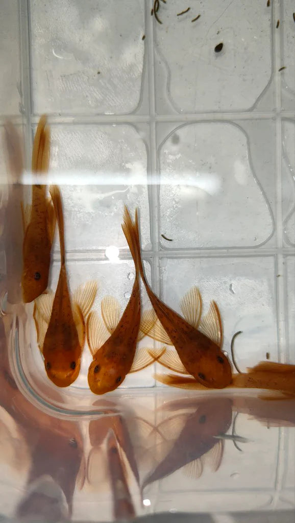 Super Red Long Fin Bristlenose Pleco (PlecoCeramics) | Catfish Loaches & Plecos | Largest Tropical Fish Selection at Your Local Fish Store