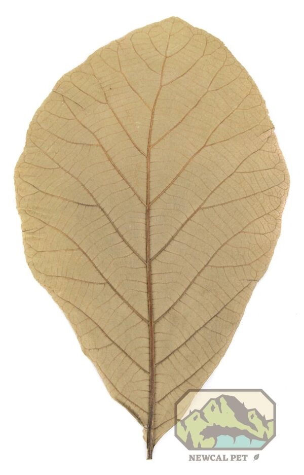NewCal Teak Leaves 11"-14" (10 pack) | Botanicals | Largest Tropical Fish Selection at Your Local Fish Store