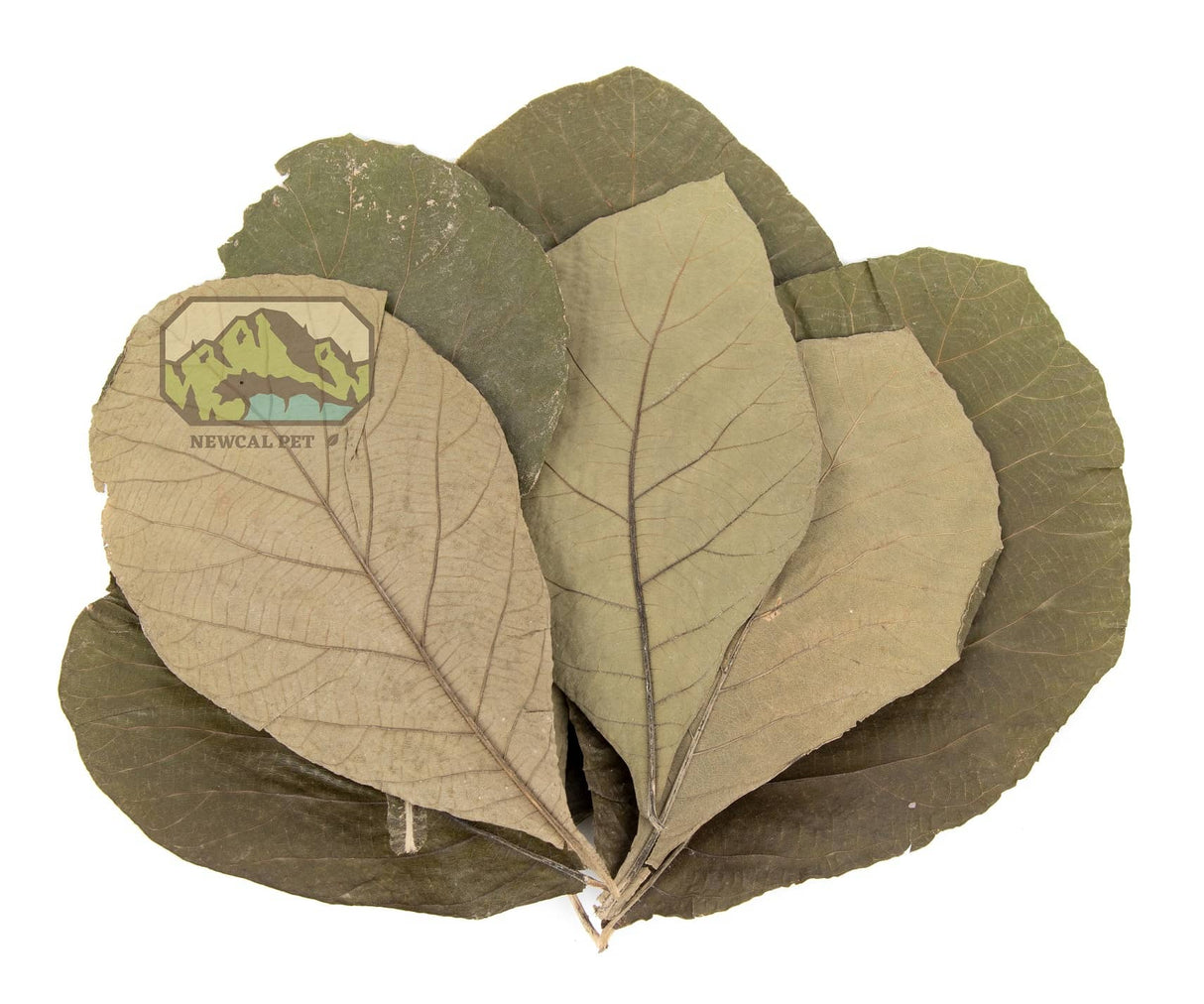 NewCal Teak Leaves 11"-14" (10 pack) | Botanicals | Largest Tropical Fish Selection at Your Local Fish Store